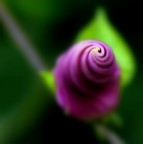 *** Amegliocchi *** *** Amegliocchi ***