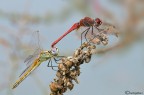 ciao a tutti
Sympetrum fonscolombii

hr http://imageshack.us/a/img222/3574/dsc3932l.jpg