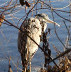 Airone Cenerino Airone Cenerino