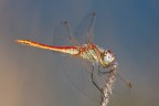 Simpetrum fonscolombi Simpetrum fonscolombi