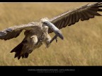 Consigli e commenti sono sempre ben accetti.

Canon D MK IV + CANON 300MM  

iso 400 tv 1/800 av 11.0 Masai mara  Kenya