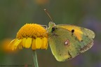 yellow...
