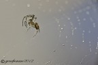 Spider under rain... Spider under rain...