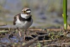 Corriere piccolo (Charadrius dubius) Corriere piccolo (Charadrius dubius)