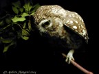 Athene noctua Athene noctua