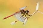 D7000+150Sigma
t1/13sec.
f11
iso200
consigliata versione h.r.
http://imageshack.us/a/img689/8247/dsc5827.jpg
sto trovando molte Sympetrum e ne sto approfittando...