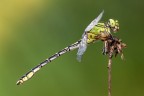 Ophiogomphus cecilia Ophiogomphus cecilia