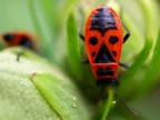La maschera dello stregone