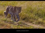 Consigli e commenti sono sempre ben accetti.

Canon D MK IV + Canon 300 mm

iso 400 tv 1/500 av 10.0 Masai Mara  kenya