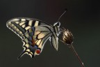 Papilio machaon backlight