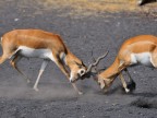 Combattimento Antilope Cervicapra Combattimento Antilope Cervicapra