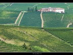 Vigneti # 1 Vigneti # 1