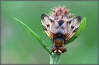 Ectophasia sp.
	 
Canon 450D Tamron 90 1/30s f/9 ISO 400 cavalletto 

versione maxi: http://postimage.org/image/5tdgkjcdj/