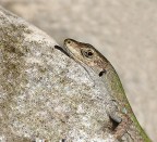 che sguardo... che sguardo...