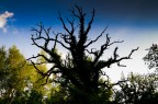 Tree Tree