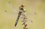 Orthetrum albistylum - femmina Orthetrum albistylum - femmina