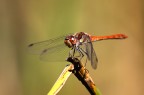 Sympetrum sanguineum Sympetrum sanguineum