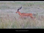 Consigli e commenti sono sempre ben accetti.

canon D MK IV + 300 mm

tv 1/125 av 10.0 iso 1000 Masai Mara - Kenya