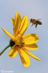 ciao a tutti
ho fatto un po' di scatti ieri alle api che cercavano il nettare su questo splendido fiore