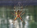 argiope argiope
