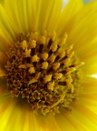 Girasole Girasole