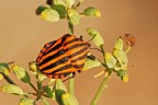 Graphosoma lineatus Graphosoma lineatus