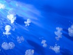 meduse meduse
