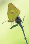 Colias Colias