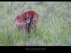 Impala