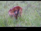 Commenti e consigli sono sempre ben accetti.

Canon D M IV + Canon 300 mm
 
iso 1000 tv 1/320 av 4.0 Masai Mara - Kenya