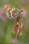 Principessa Cinxia