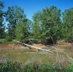 L'albero caduto L'albero caduto
