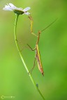 La Mantide religiosa (Mantis religiosa Linnaeus, 1758) La Mantide religiosa (Mantis religiosa Linnaeus, 1758)
