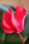 The Brave CyclaMen The Brave CyclaMen