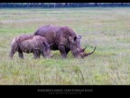 Commenti e consigli sono sempre ben accetti

Canon DMK IV +Canon 300 mm

iso 800 tv 1/320 av 5.6 Masai Mara - Kenya