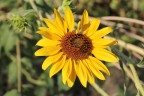 girasole girasole