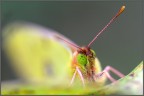 Una Colias confidente...

Canon 450D Tamron 90 1/100s f/2,8 ISO 100 cavalletto unione di 3 scatti 

versione maxi: http://postimage.org/image/kln6liwrn/