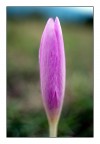 Crocus Crocus