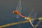 sony a77; 400mm +tc 1.4x, iso 400; f6.3; 1/1000sec mano libera.
non  una vera e propria macro avendo utilizzato un tele, ma non sapevo dove postarla.
ero andato a fare altre foto ma mi sono trovato queste libellule che volavano davanti a me ed ho provato a fare qualcosa.
spero possa piacere, se  la sezione sbagliata spstate tranquillamnte.
grazie