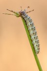 Sithochroa palealis Sithochroa palealis