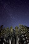 Forest Space Forest Space