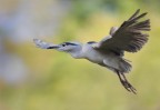 Nitticora in volo
