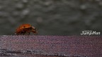 Coccinella