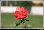 rosa rosa