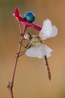 D7000+150Sigma
t1/4sec.
f13
iso100
consigliata versione h.r.
http://imageshack.us/a/img15/6721/dsc6049g.jpg
 il periodo delle Sympetrum...