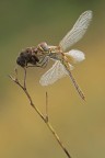Libellula.. Libellula..