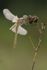 Libellula Libellula