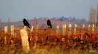 Campagna francese