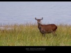 Commenti e consigli sono sempre ben accetti.

Canon D MK IV + Canon 300 mm

iso 1000 tv 1/320 av 6.3 Lago Nukuru - Kenya