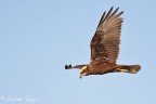 Falco di palude (Circus aeruginosus) Falco di palude (Circus aeruginosus)